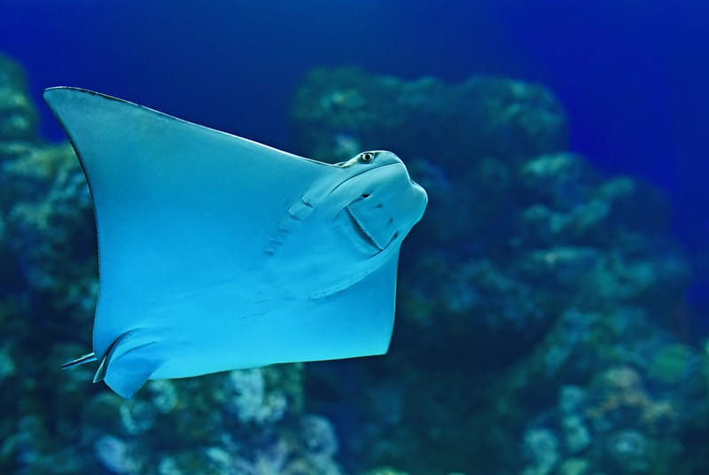 a stingray swimming